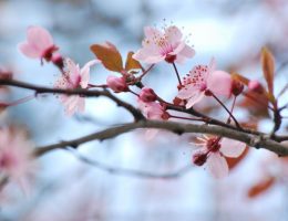purificazioni di primavera
