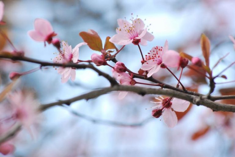 purificazioni di primavera