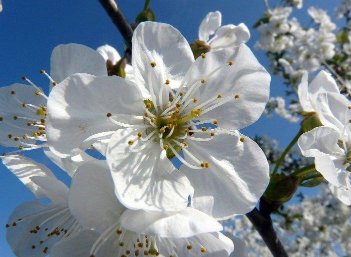 fiori di bach 01