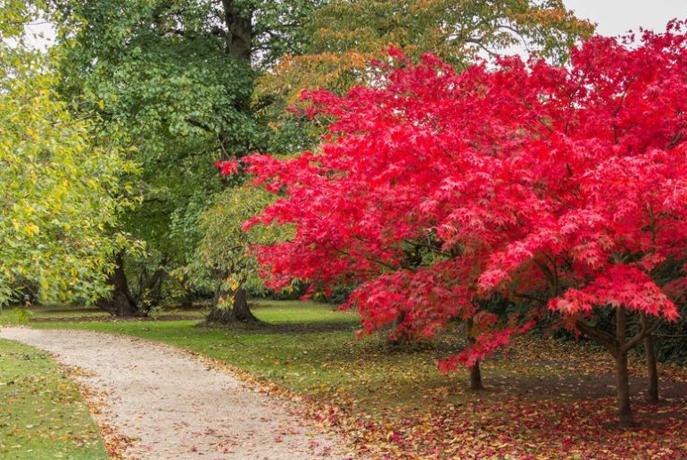Sette mesi qui autunno cambridge